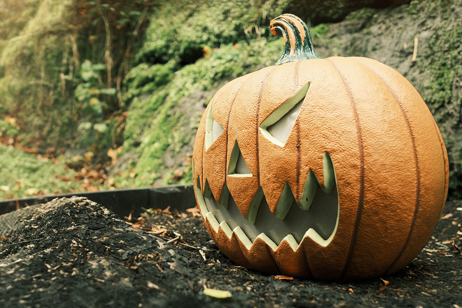 A carved Halloween pumpkin on the woodland path at Shanklin Chine